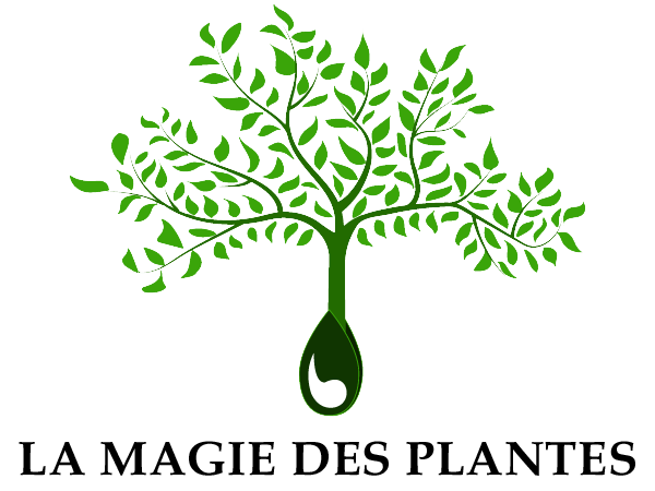 Notre magasin La magie des plantes réouvre ses portes La Magie des Plantes